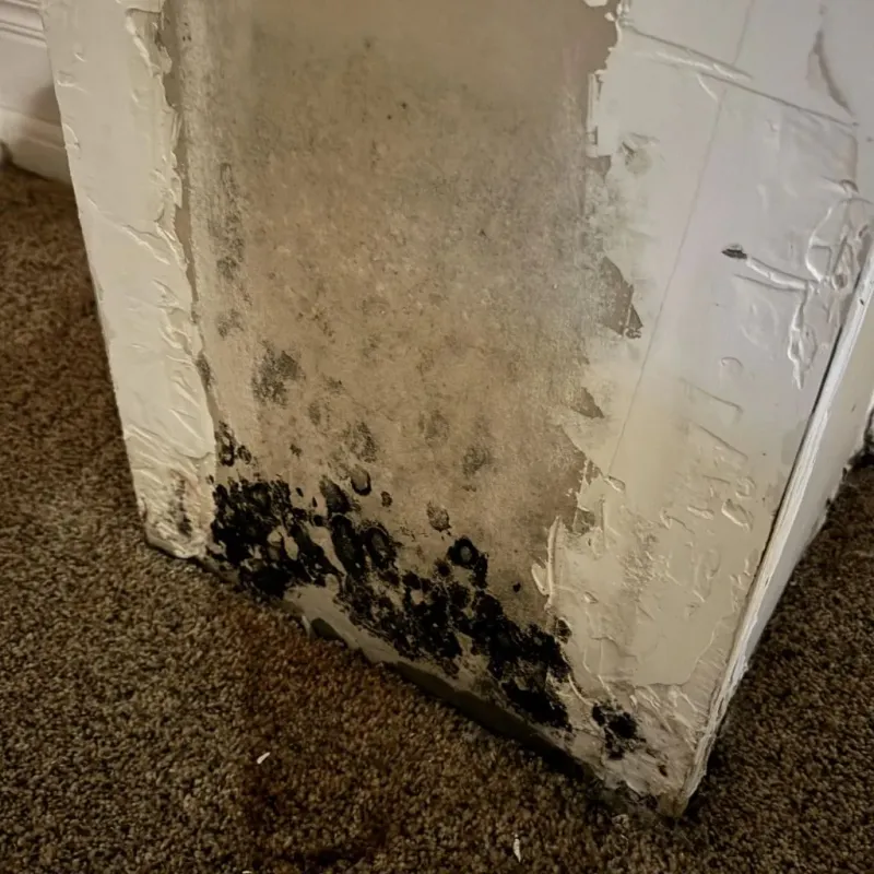 Professional Mold Removal in Irondequoit, NY
